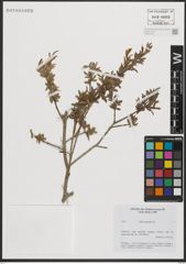 Foto von Salix purpurea L.